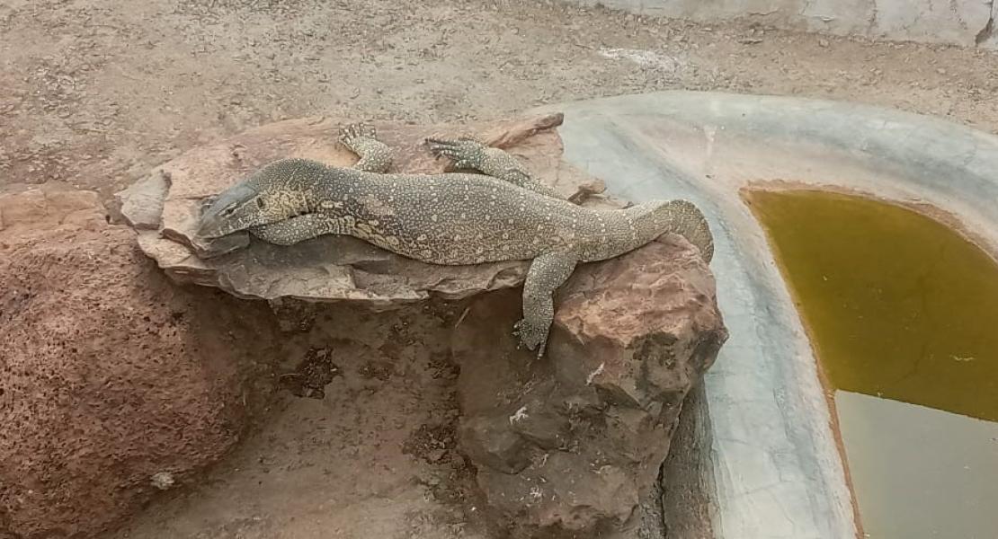 Nile Monitor Lizard