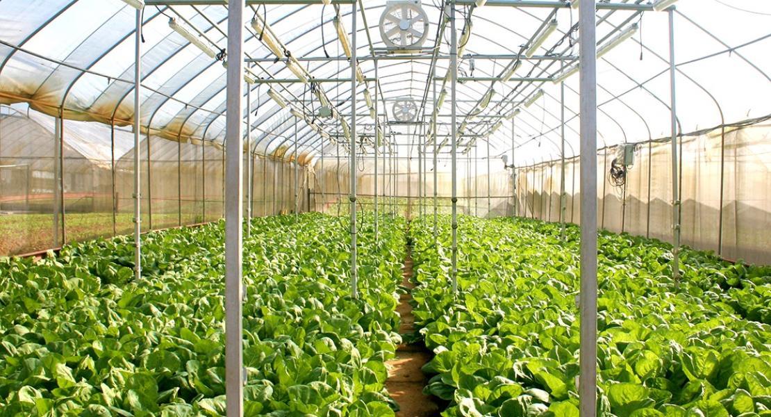 Green House